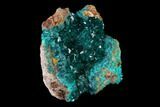 Gemmy Dioptase Crystal Cluster - N'tola Mine, Congo #148464-3